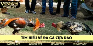 Đá Gà Cựa Dao Kịch Tính, Tham Gia Cá Cược Thưởng Cao