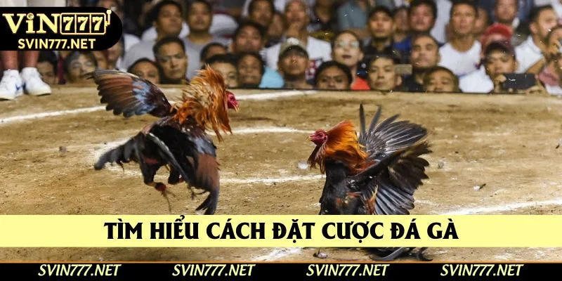 Cách đặt cược vào sản phẩm tại trang web