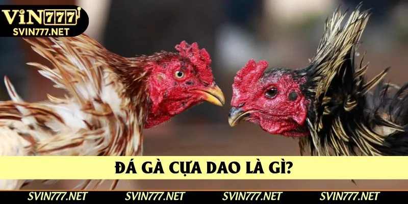 Hình thức đá gà cựa dao là gì?
