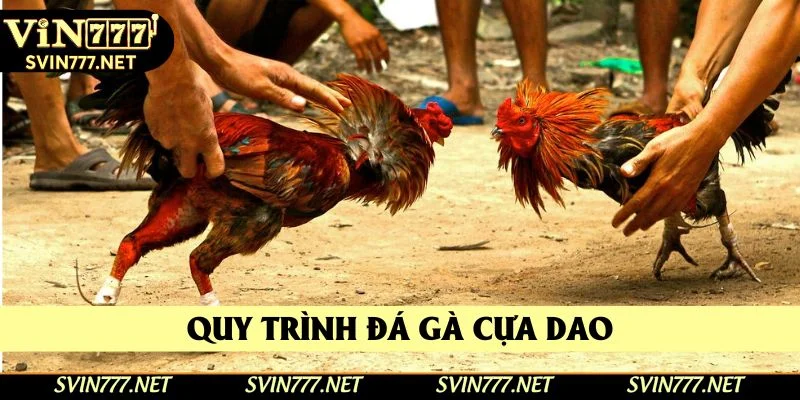 Quy trình thi đấu đá gà có vũ khí