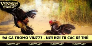Đá Gà Thomo Vin777 - Nơi Hội Tụ Các Kê Thủ Hàng Đầu 2025