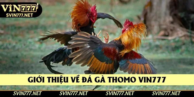 Giới thiệu về đá gà thomo Vin777