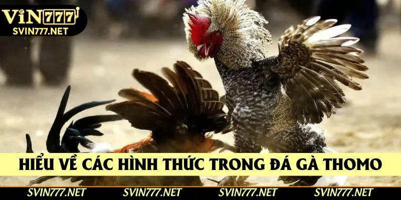 Hiểu về các hình thức trong đá gà thomo