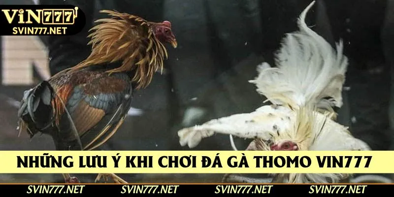 Những lưu ý khi chơi đá gà thomo Vin777 