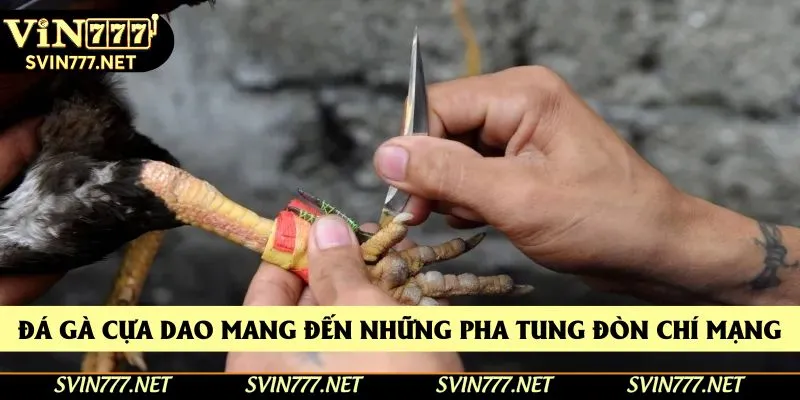 Đá gà cựa dao mang đến những pha tung đòn chí mạng Đá gà cựa dao mang đến những pha tung đòn chí mạng
