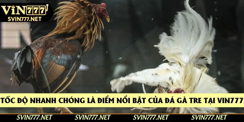 Tốc độ nhanh chóng là điểm nổi bật của đá gà tre tại Vin777 Tốc độ nhanh chóng là điểm nổi bật của đá gà tre tại Vin777