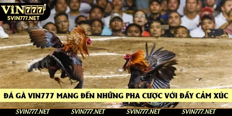 Đá gà Vin777 mang đến những pha cược đẩy cảm xúc cao trào Đá gà Vin777 mang đến những pha cược đẩy cảm xúc cao trào